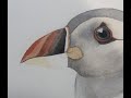 Adding colour to the bill of a Puffin in watercolour