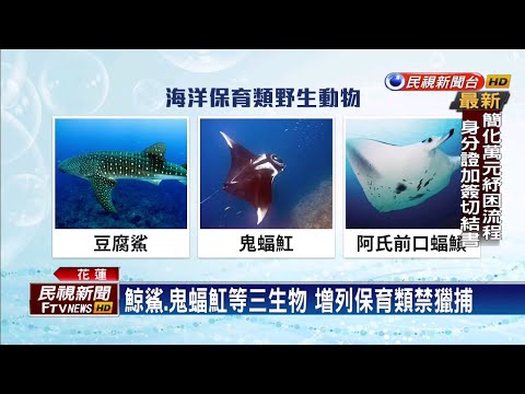 鯨鯊增列保育類 違法獵捕最重罰150萬－民視新聞
