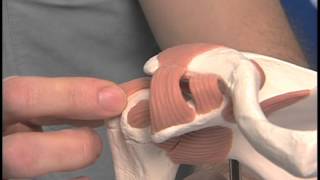 Rotator Cuff: Arthroscopic Rotator Cuff Repair Video - Brigham and Women's Hospital