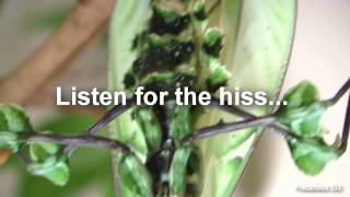 Idolo Threat (clicking, hissing) in more detail