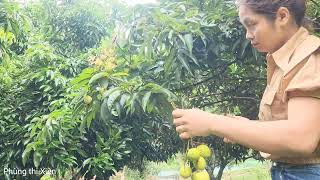 She alone harvests lychees to sell to earn extra income for the couple, Phùng thị Xiên