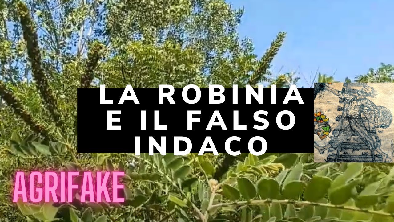 LA ROBINIA (Robinia pseudoacacia) E IL FALSO INDACO(Amorpha fruticosa)