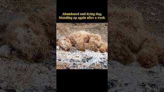 Abandoned Dying Dog Rises Again