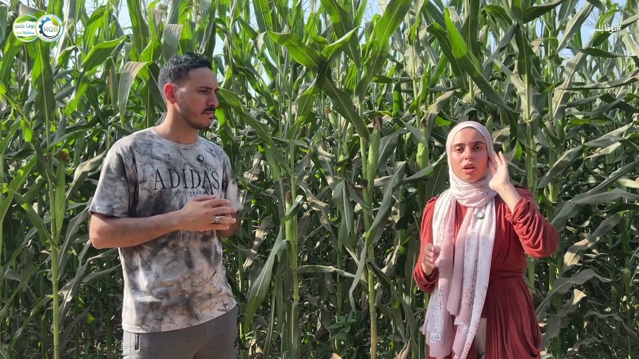 عشان كدة سموها ارض الخير ....القصة كاملة ذره انتاجية عالية و القضاء علي دودة الحشد