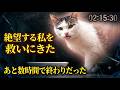 Youtube収益化停止で絶望の期限ギリギリ 我が家の敷地に立っていたのは1年ぶりのわかめだった