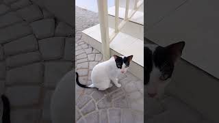 Cutie Mama Cat #amazing #catlovers #animallovers