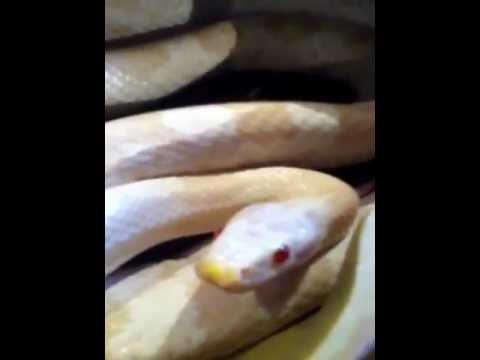 REPTILE COLLECTION 2012!!!!!!
