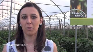 Orticoltura & valore - Peperoni - agronomo A. Conte