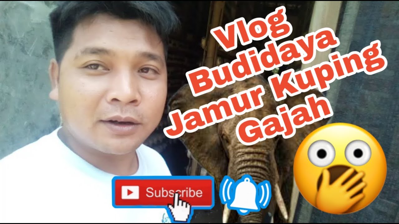 Vlog Budidaya Jamur Kuping Gajah 