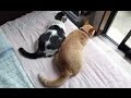 【シッポまでが意気投合していた猫たち】Tora and Nora that have hit it off until the tail. Memories Video