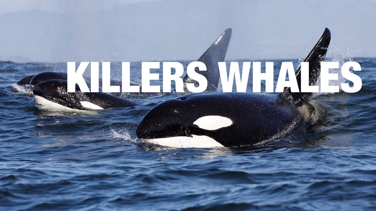 "Majestic Giants of the Ocean: Discover the Enthralling World of Killer ...