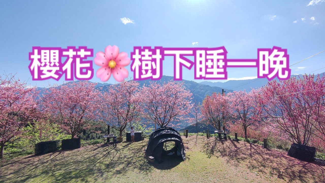 露營人生-在滿開櫻花下露營的一晚🌸新竹五峰移動城堡露營區｜戶外蒸烤爐開箱｜ NO.156