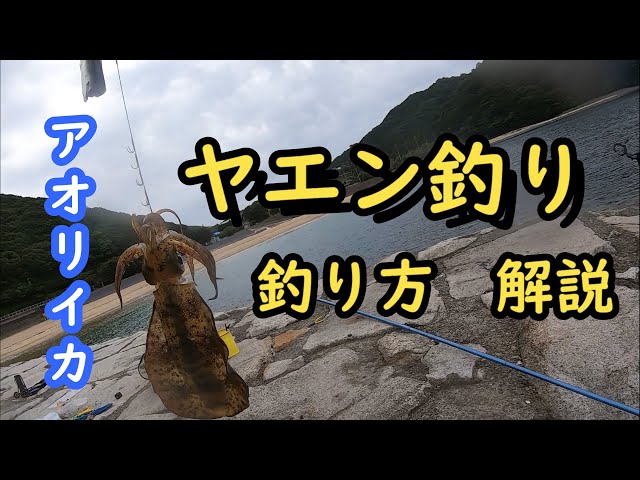 Bigfin reef squid fishing - Yaen fishing instructions - YouTube