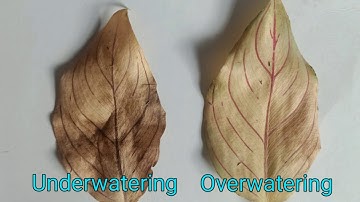 Signs/Symptoms Of Under Watering And Over Watering In Plants And How To Save The Plants