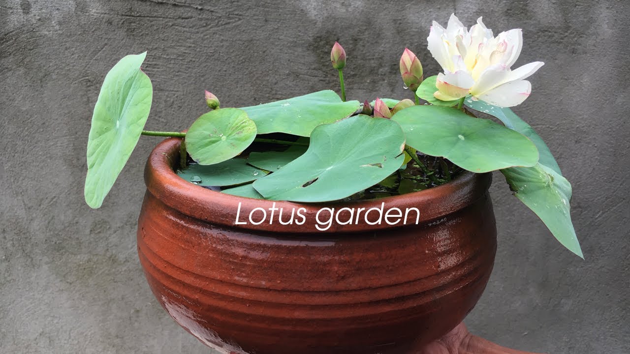How to grow mini lotus in terracotta pots blooming brilliantly - YouTube