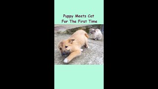 Puppy Meets Cat For First Time #rescuedogs #rescuepuppy #puppyreaction