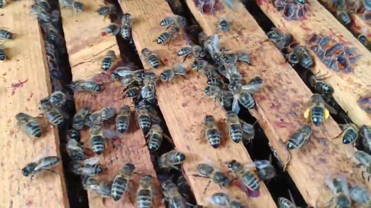 Colonie d'abeilles noires sur Virelles, région de Chimay : L'Abeille Noire
