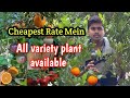 Cheapest rate mein all variety plant available |🪴| The Plant Hub