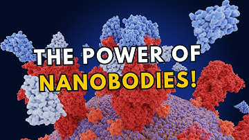 Small but Mighty Antibodies Offer Hope for Better Treatments!