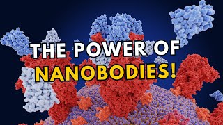 Small but Mighty Antibodies Offer Hope for Better Treatments!