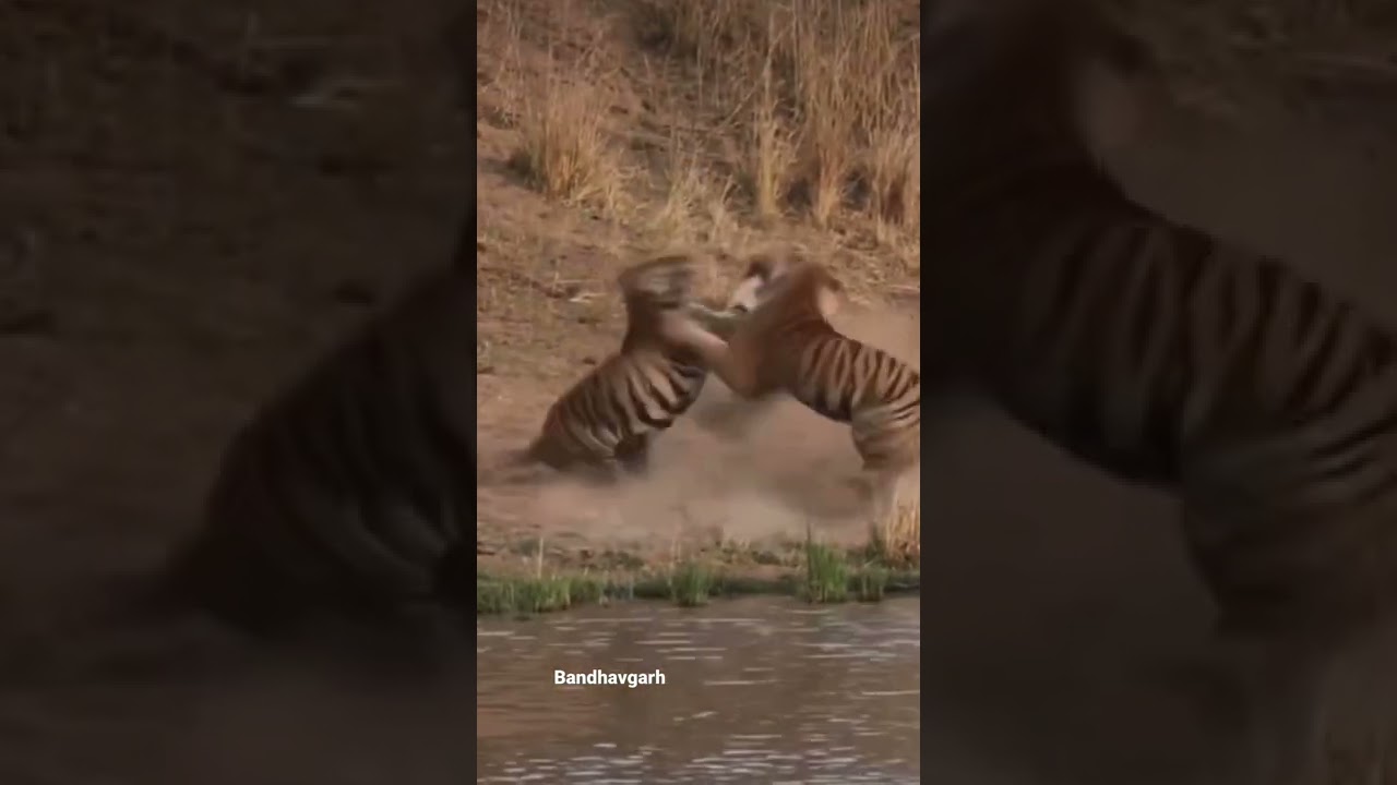 Tigers fighting for territory #bandhavgarhtigerreserve #bandhavgarhnationalpark #bandhavgarh