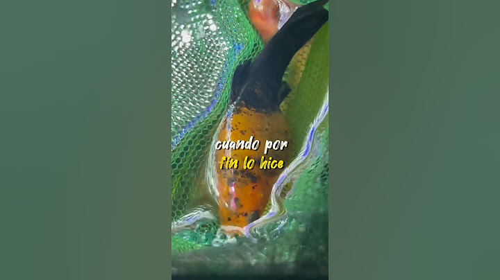 Molly a NACIMIENTO de CRÍAS Muy CERCA 💥🐡 #guppy #aquarium #snail #fish #peces #pez #bettafish