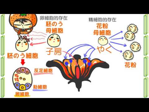 生物３章８話「植物の発生」ｂｙWEB玉塾