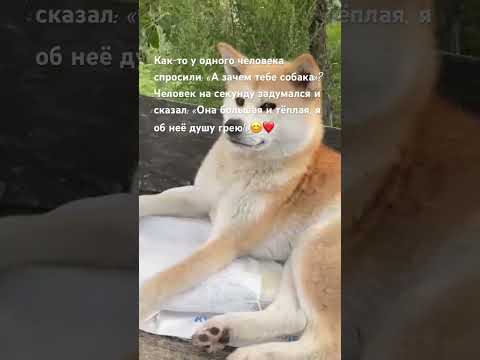 Как-то у одного человека спросили: «А зачем тебе собака»?