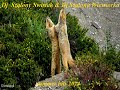 Dj Szalony Swistak-A kind of magic(2024 cover oryg.art.Queen)