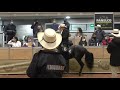 EMPERADOR DE HORIZONTE , GRAN CAMPEÓN PASO FINO COLOMBIANO 45  EXPOORIENTE GRADO A 2021