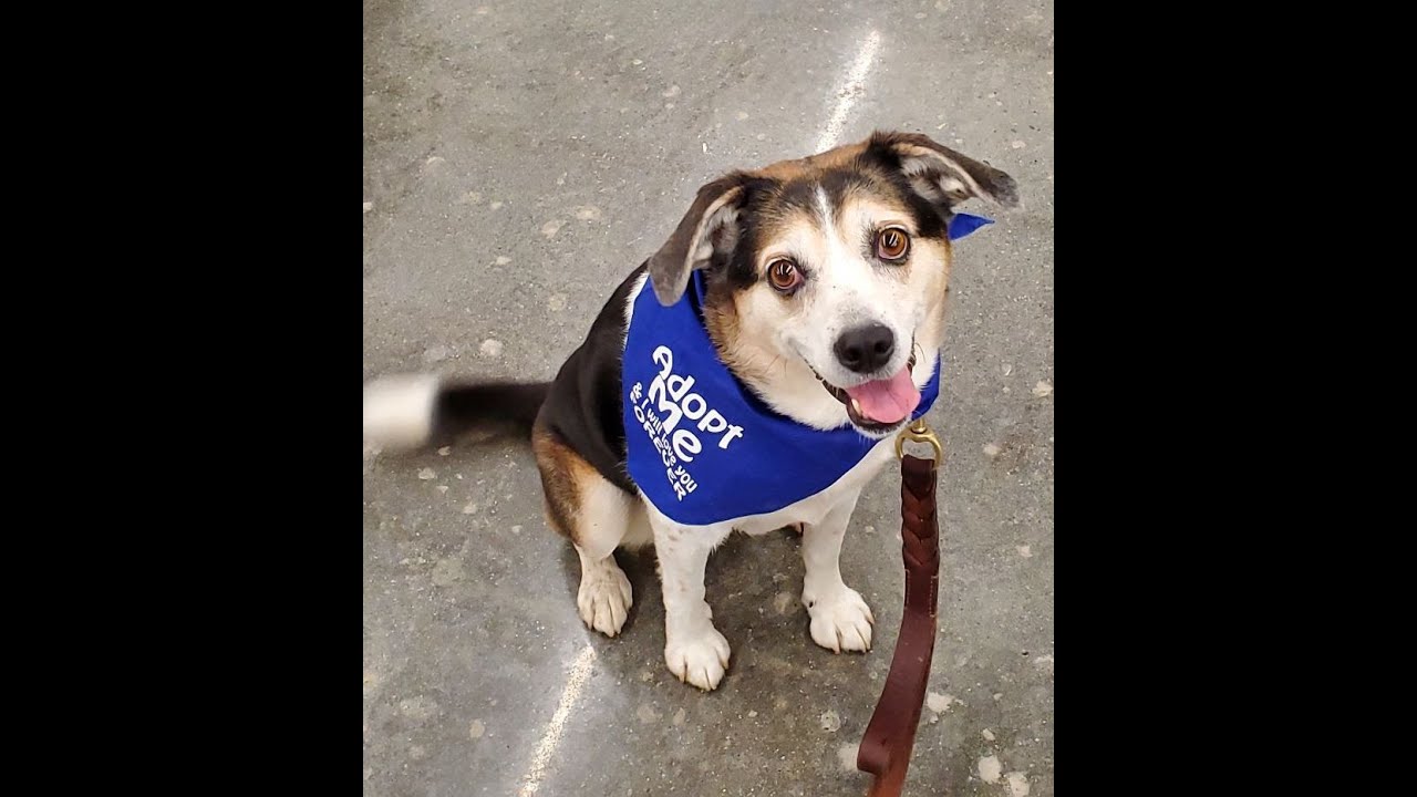 Heart of Minnesota Animal Shelter 2022 Animals YouTube