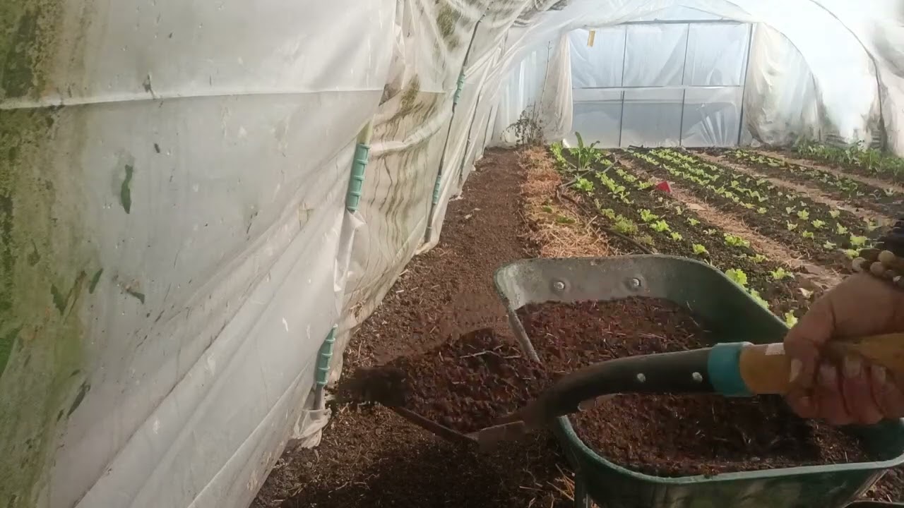 Леха с чесън - Деси Владовска