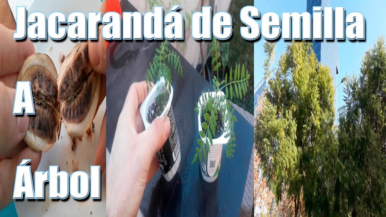 🌱Jacarandá de Semilla A Árbol🌱, Guía completa, Germinar,Plantar,Cuidar.