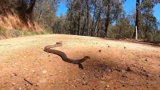   Lucky sanju  Snake jumps into the air 