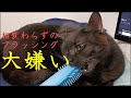 むぅ様がお気に召すブラシを探す#03 ダイソーのペットブラシソフト