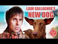 Liam gallagher rescues dog from thailand