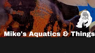 Download Lagu Focus On: Mikes Aquatics and Things Download Lagu Focus On: Mikes Aquatics and Things