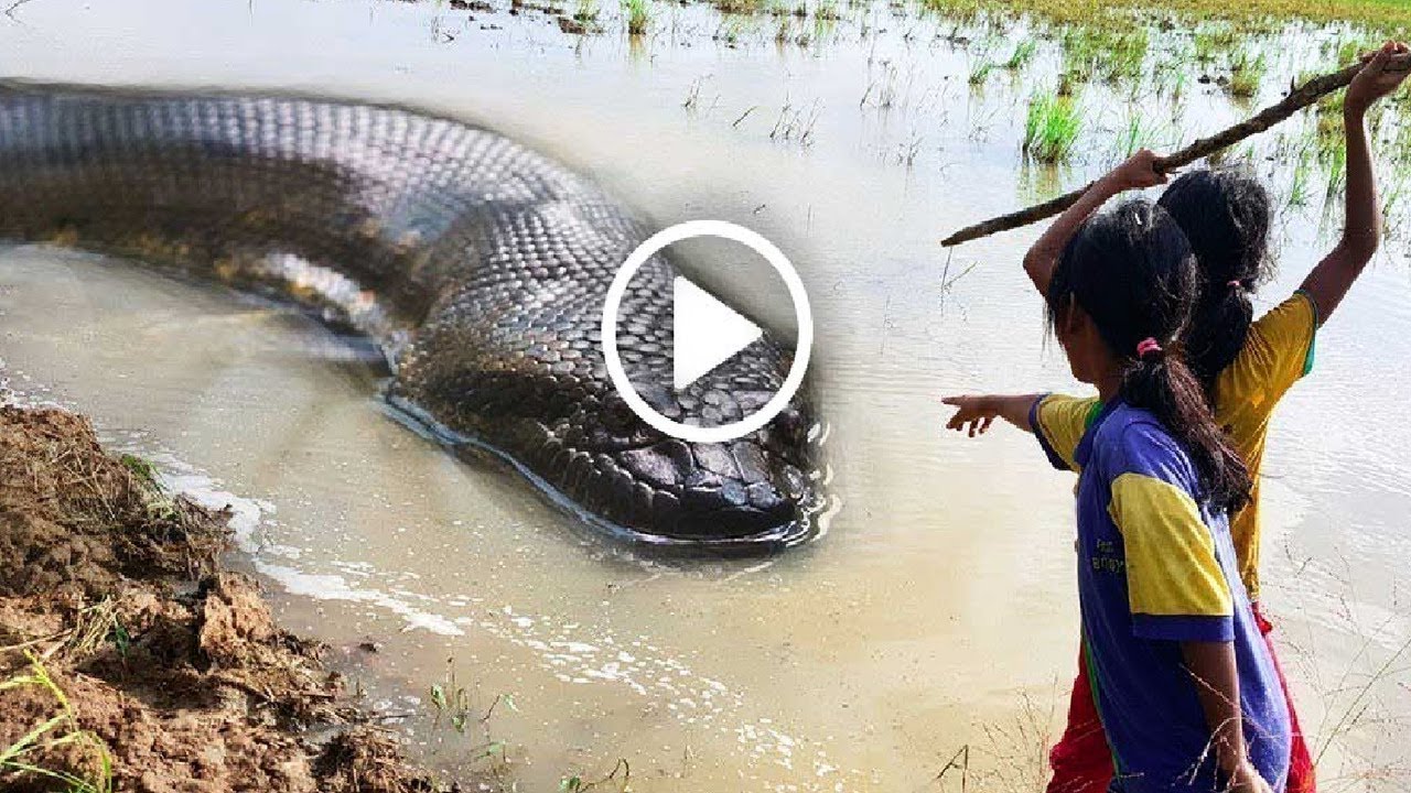 Самая большая змея видео. Самая большая змея в мире Анаконда. Самая большая Анаконда 41м.