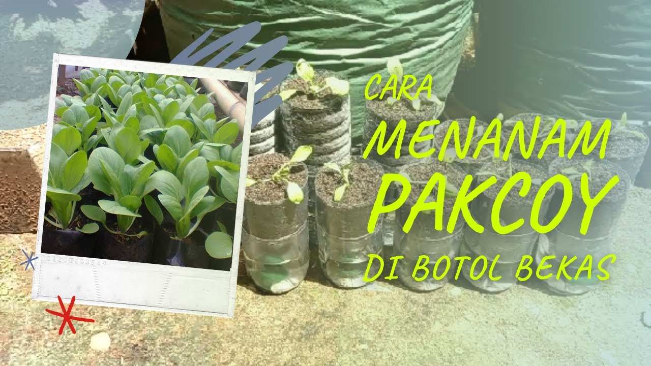  Cara Menanam Pakcoy di Botol  Bekas Hidroponik Sederhana 