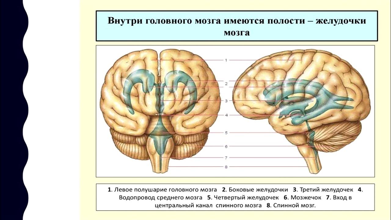 Полости мозга заполнены