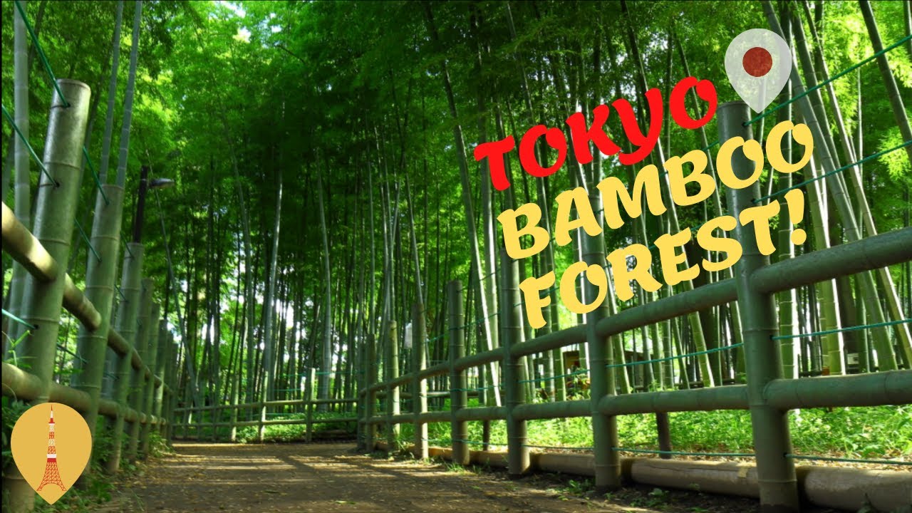 TOKYO BAMBOO FOREST! MUST SEE!!! 
