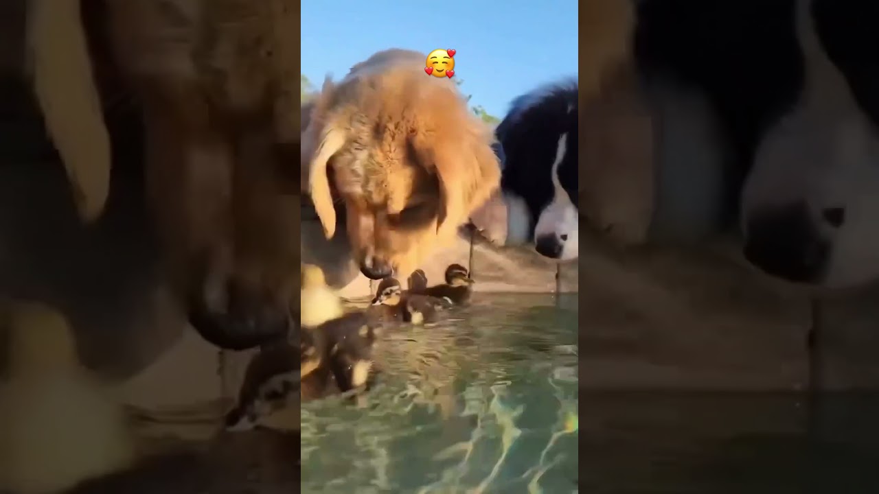 Pawsome Cuddles: Adorable Pers Steal the show! 🐾 ❤️