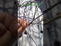 Смородина весной. Избавляемся от клещей.