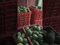 Kuli Angkut Mangga Lur 🚚