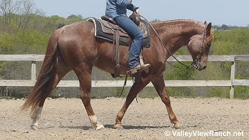 Boon Cat Bodee***For info, price, etc., go to our website: ValleyViewRanch.net***