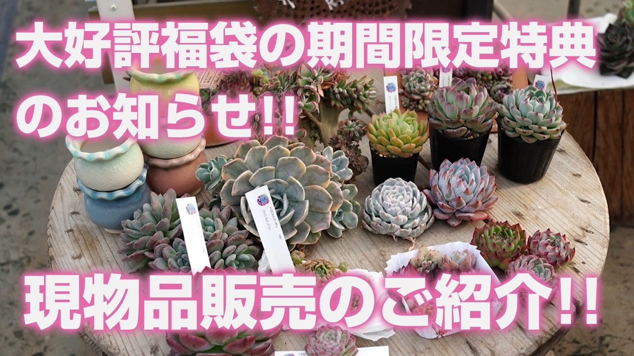 Succulents] Hugely Popular!! Limited-Time Offer on Lucky Bags