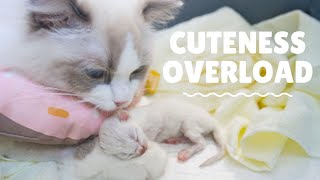 Ragdoll Cat Giving Birth 2022 | 元旦布偶貓BB出生啦