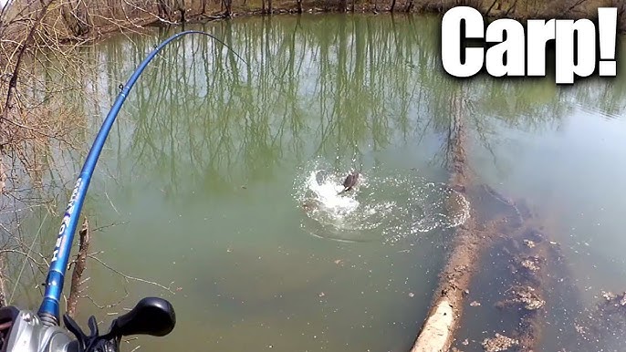 5 Best Carp Baits - How to catch carp with 5 different baits. 