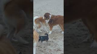 Akita Inu 9 maanden  Sumo Wrestling vs Pyrenean Mountain Dog by Marc Druten 50 views 3 months ago 1 minute, 4 seconds