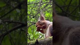 Белка лупит фундук 🐿️